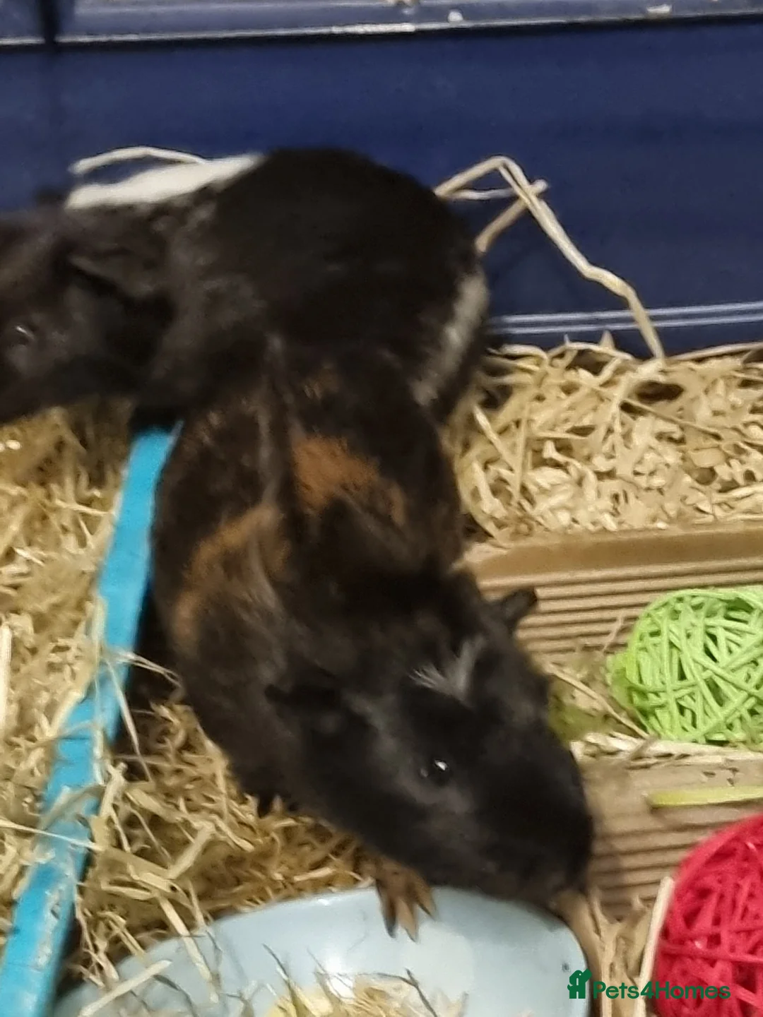 Guinea Pig rodents for sale: Gorgeous cute 2 males guinea pig - Advert 2