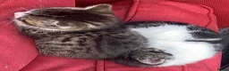 Mixed Breed cats for sale: 4 kittens ready for new homes - Advert 7