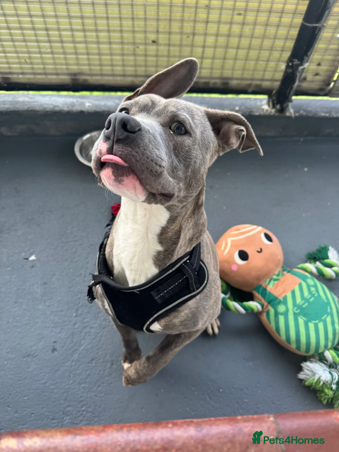 Mixed Breed dogs for sale: Cane Corso pup  - Advert 2