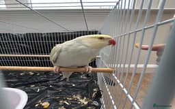 Budgerigars birds for sale: Pair of Beautiful Mutated Indian Ringnecks!! - Image 2