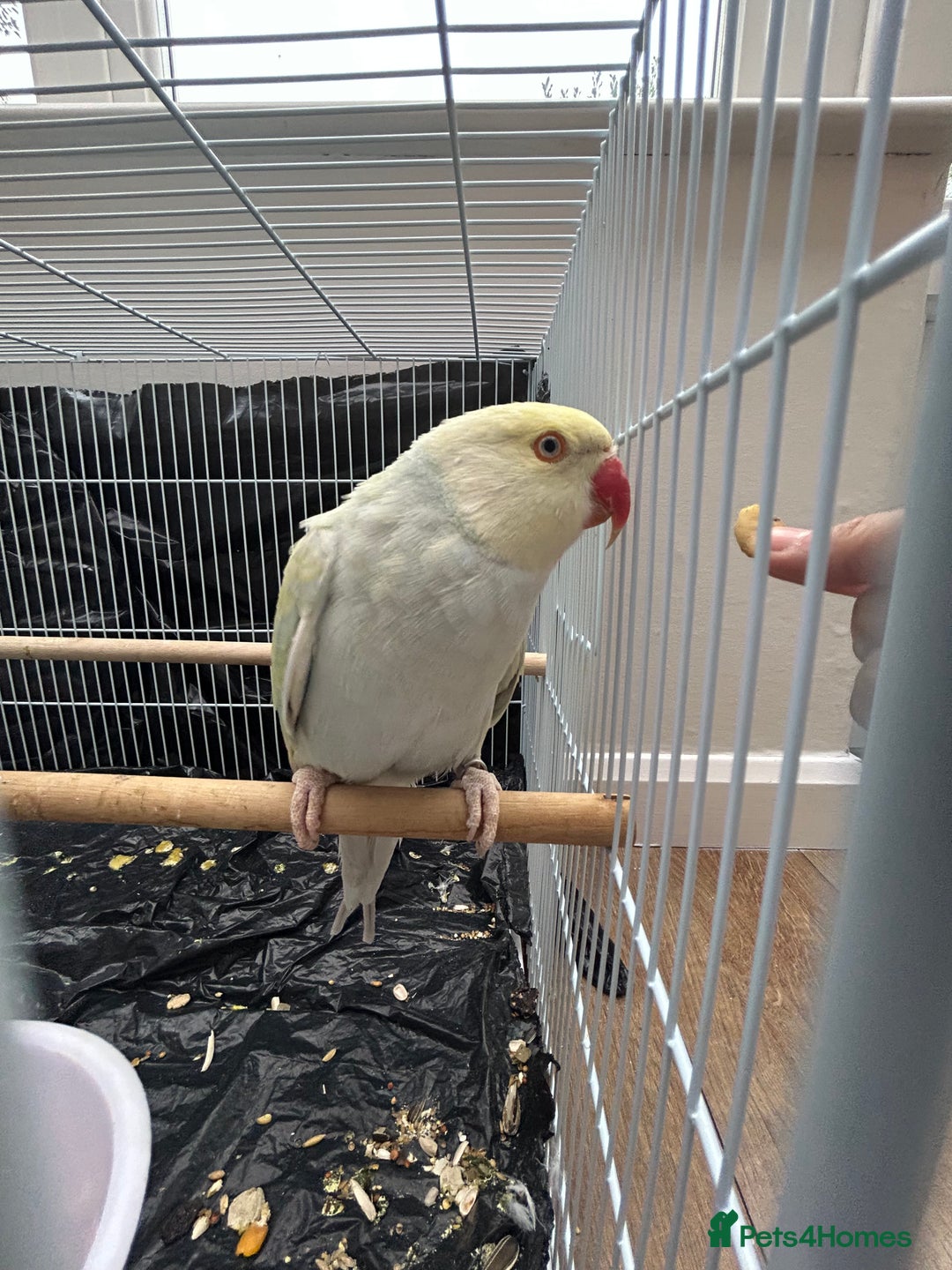 Budgerigars birds for sale: Pair of Beautiful Mutated Indian Ringnecks!! - Image 2