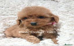 Cockapoo dogs for sale: Cockapoo Puppies PRA UNAFFECTED  - Advert 3