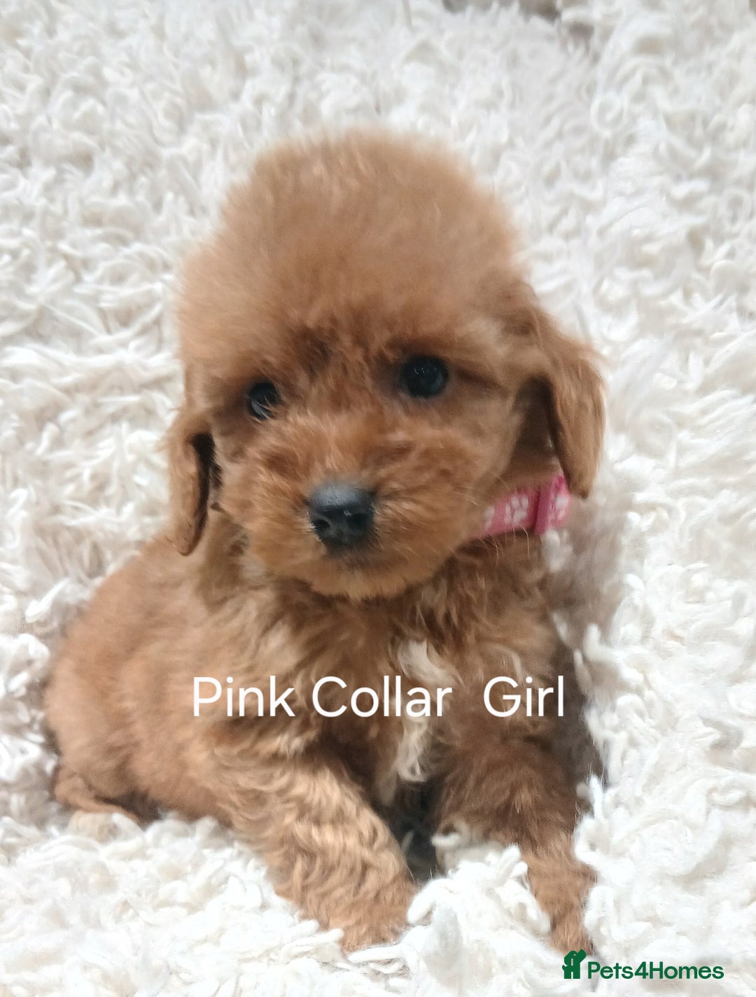 Cockapoo dogs for sale: Cockapoo Puppies PRA UNAFFECTED  - Advert 3