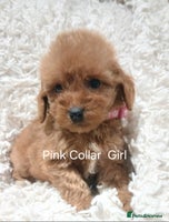 Cockapoo dogs Cockapoo Puppies PRA UNAFFECTED - Advert 7