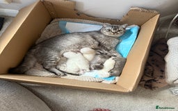 British Shorthair cats for sale: Beautiful BSH boy  - Image 4