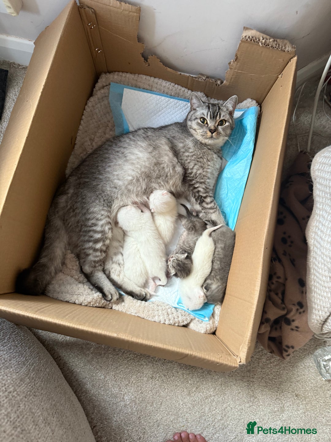 British Shorthair cats for sale: Beautiful BSH boy  - Image 4