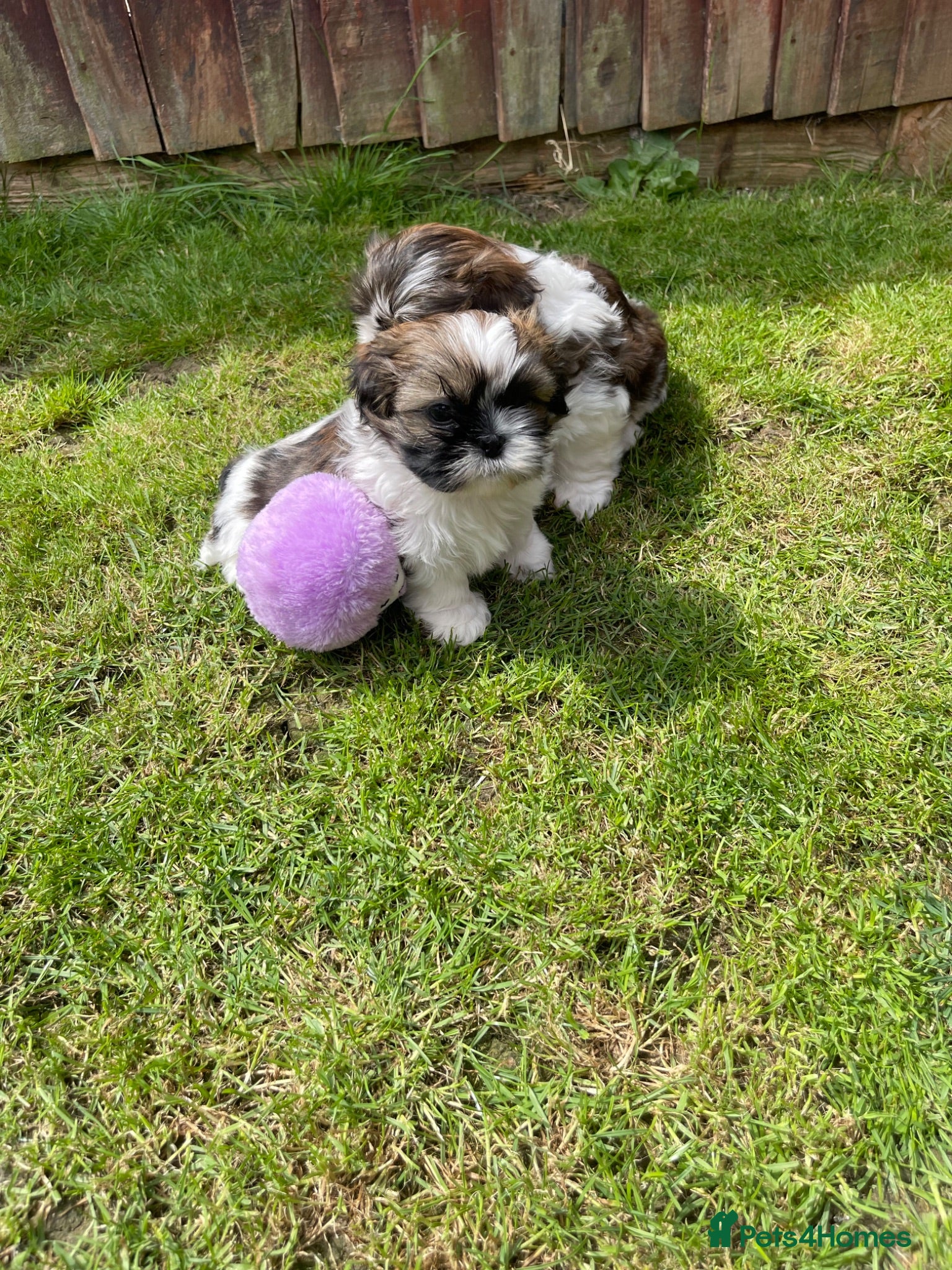 Shih Tzu dogs Imperial Shihtzu puppies for sale  - Advert 2