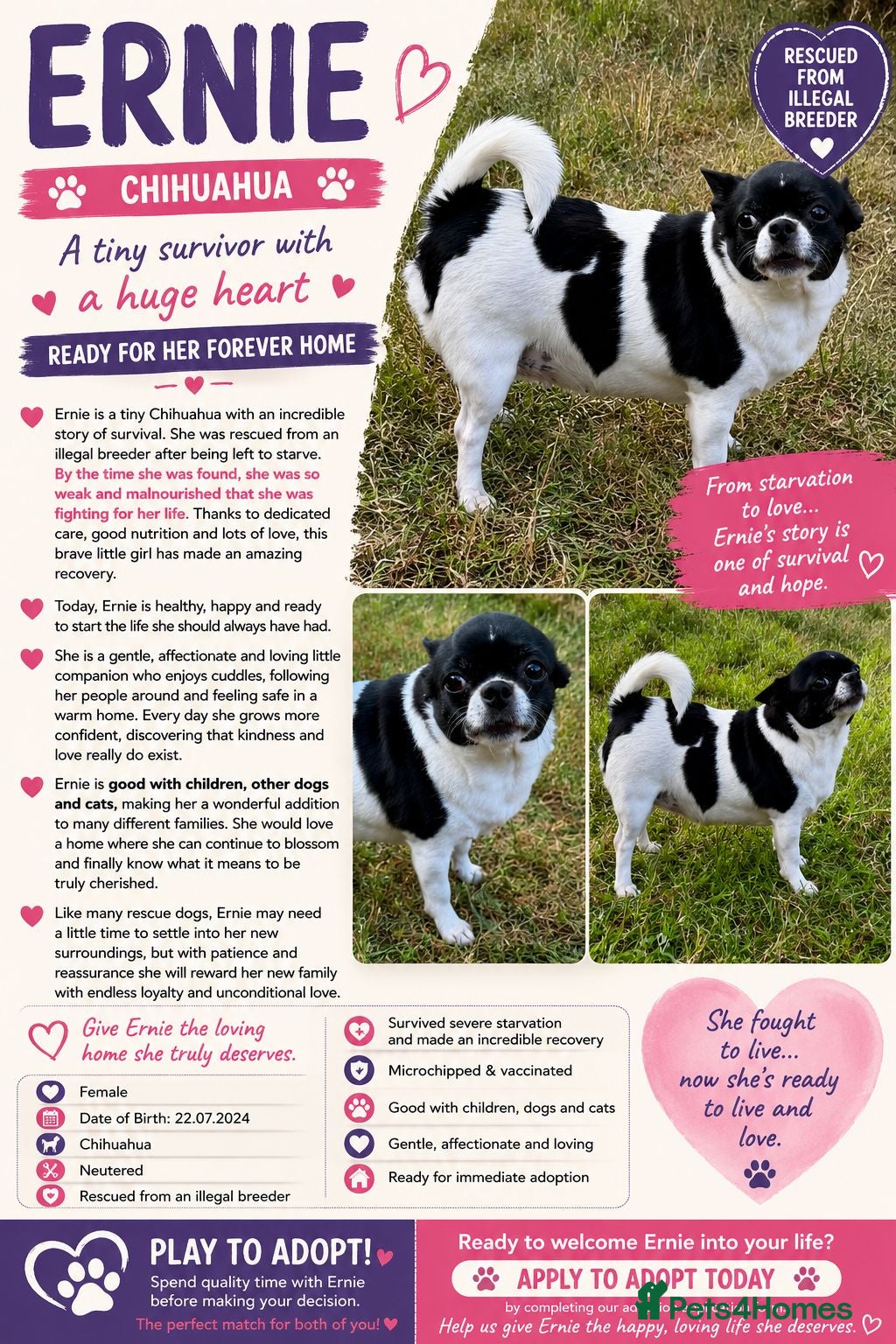 Chihuahua dogs ERNIE – Chihuahua - Advert 2