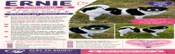 Chihuahua dogs for adoption: ERNIE – Chihuahua - Advert 2