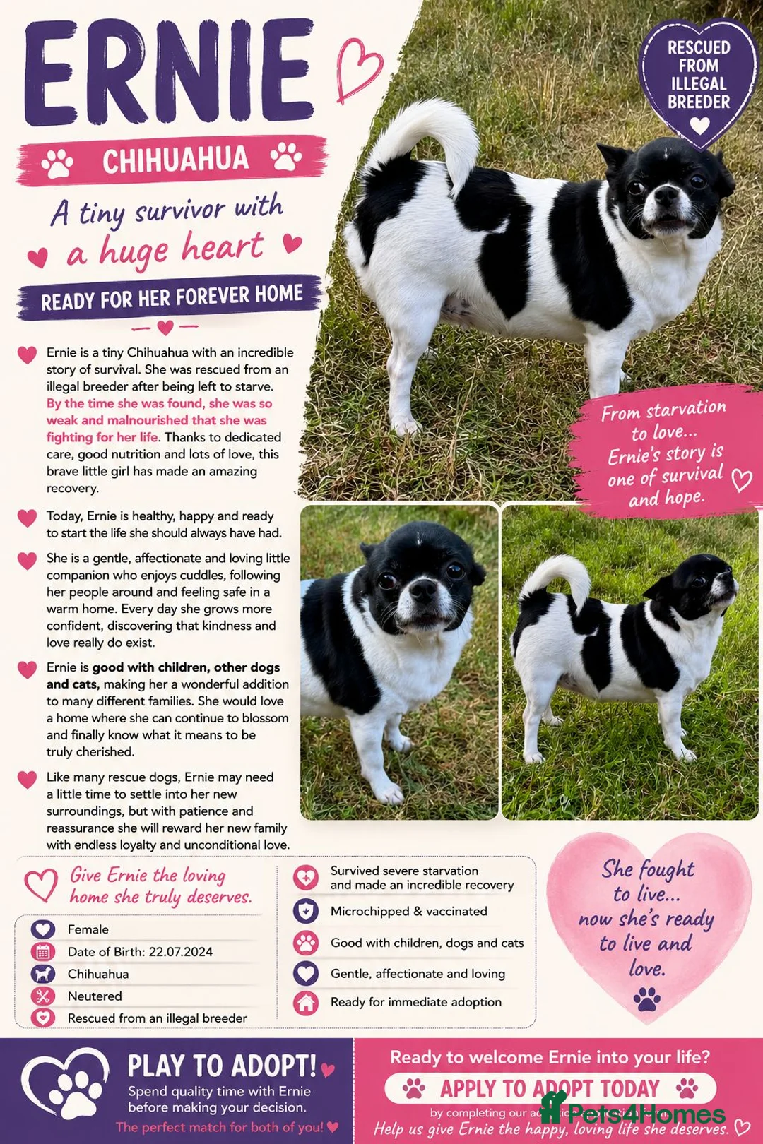 Chihuahua dogs for adoption: ERNIE – Chihuahua - Advert 2