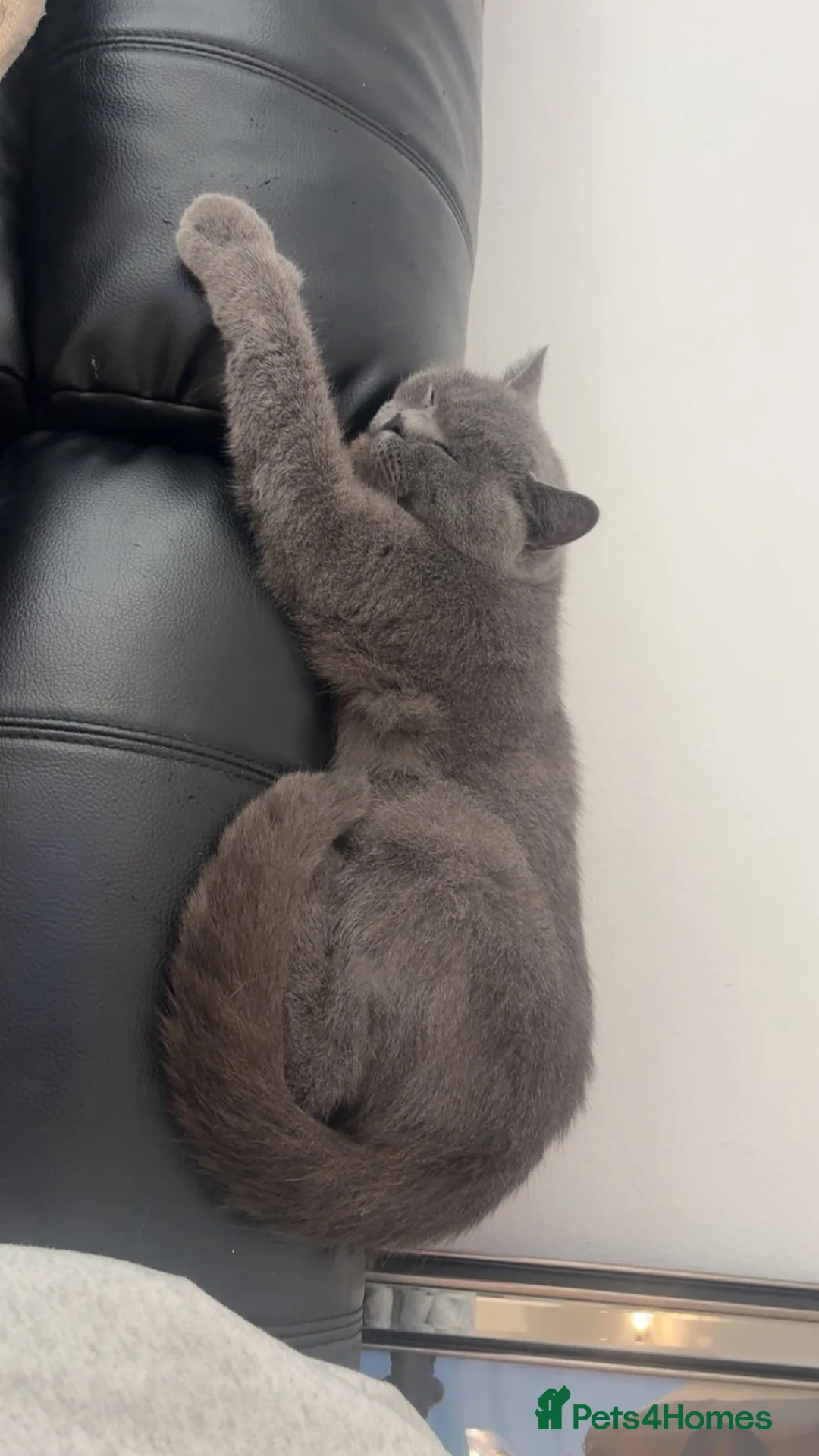British Shorthair cats for sale: Active British shorthair girl  - Advert 2
