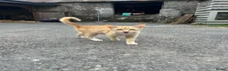 Mixed Breed cats for sale: Ginger Kittens for sale! Ready now!  - Advert 2