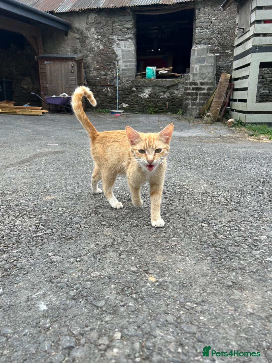 Mixed Breed cats for sale: Ginger Kittens for sale! Ready now!  - Advert 2