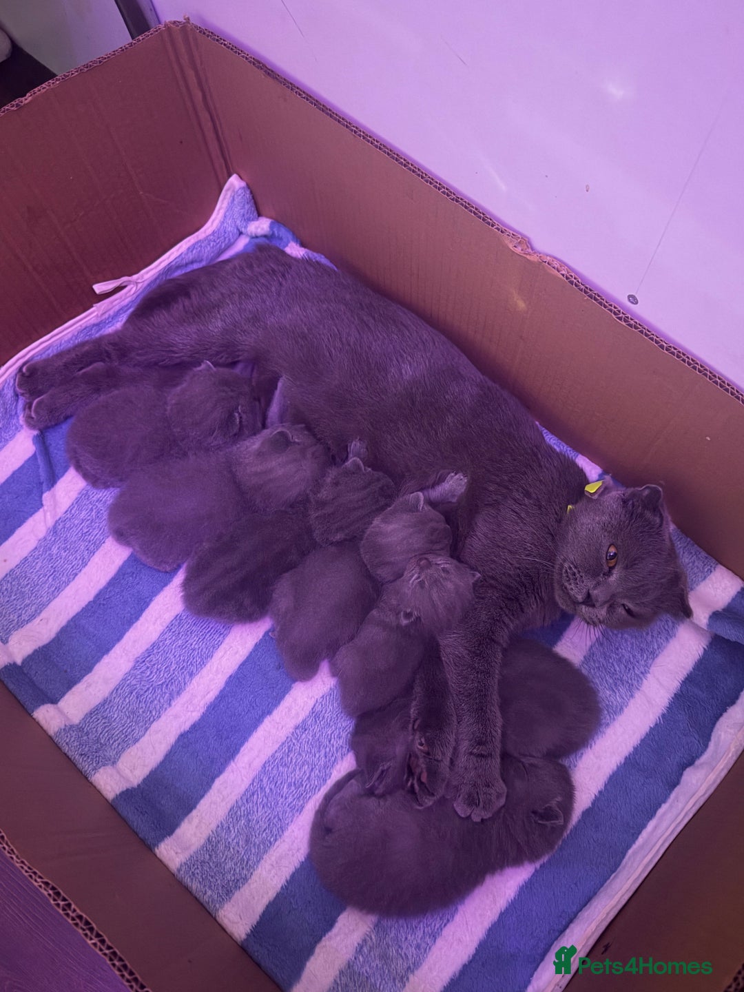 Scottish Fold cats for sale: Scottish fold kittens - Advert 2