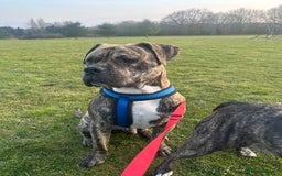 Mastiff dogs for stud: Mastiff for stud  - Image 1