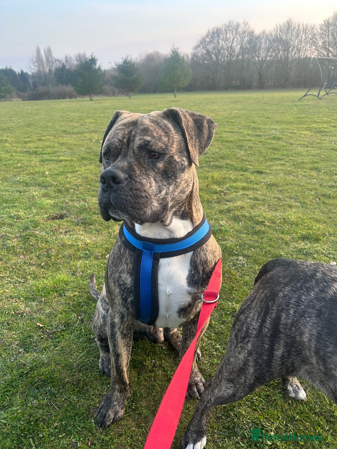Mastiff dogs for stud: Mastiff for stud  - Image 1