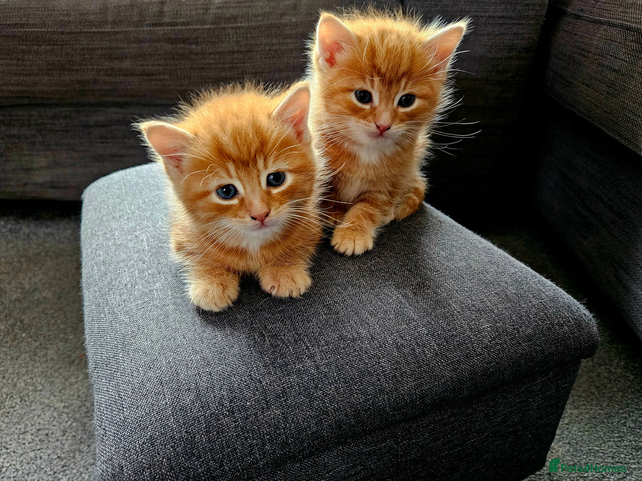 Mixed Breed cats Three beautiful kittens for sale - Advert 15