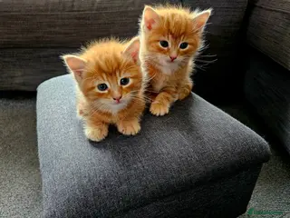 Mixed Breed cats Three beautiful kittens for sale - Advert 4