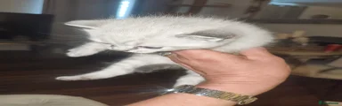 Rare within mixed breeds !!! Fawn Lynx colour point with  blue eyes