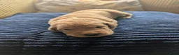 Labrador Retriever dogs for sale: Red fox Labrador puppies 4 male 3 female  - Advert 4