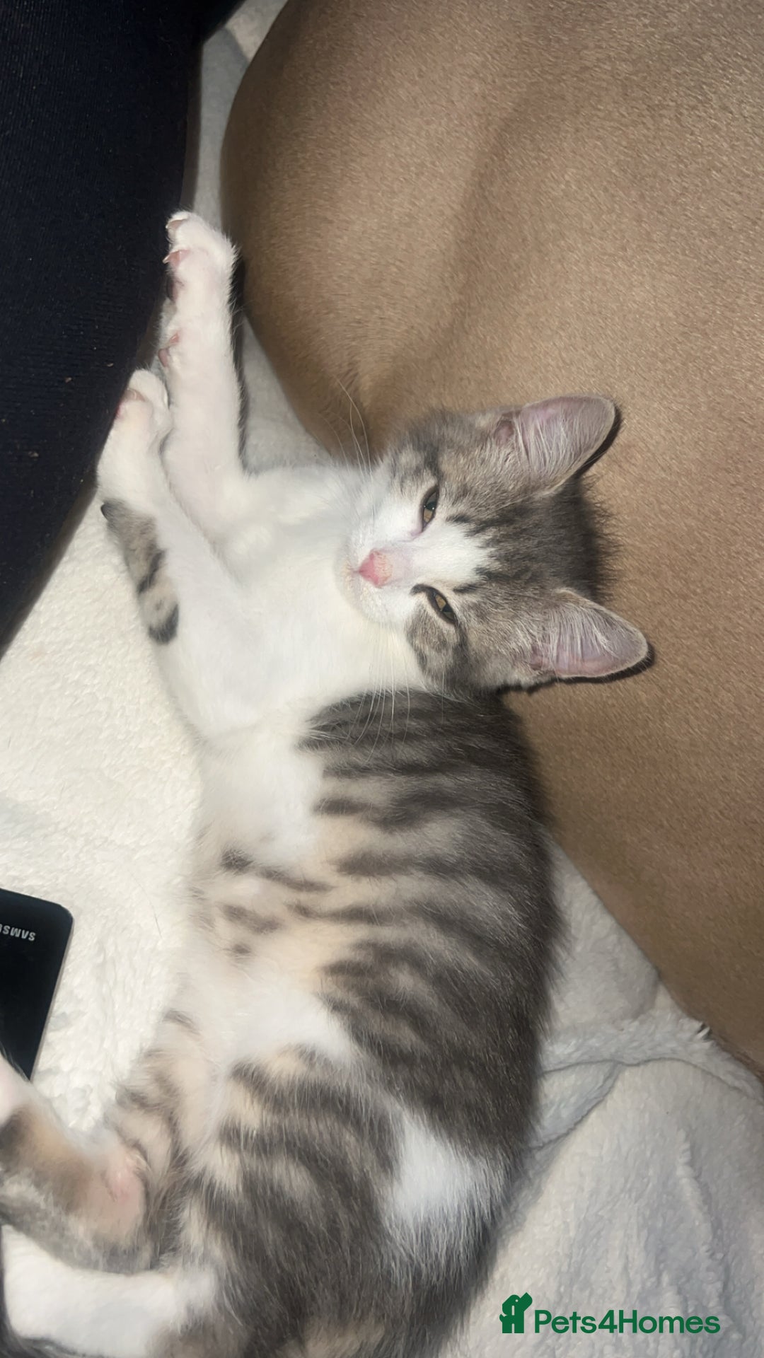 British Shorthair cats for sale: British shorthair mix - Image 10