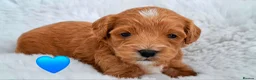 Cavapoo dogs for sale: 🥇❤️Beautiful F1 Cavapoo 5★ - Advert 4