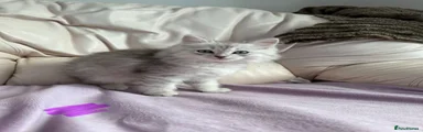White silver/ blue striped girl 