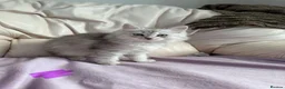 Ragdoll cats for sale: Stunning litter of ragdoll cross British shorthair - Advert 15