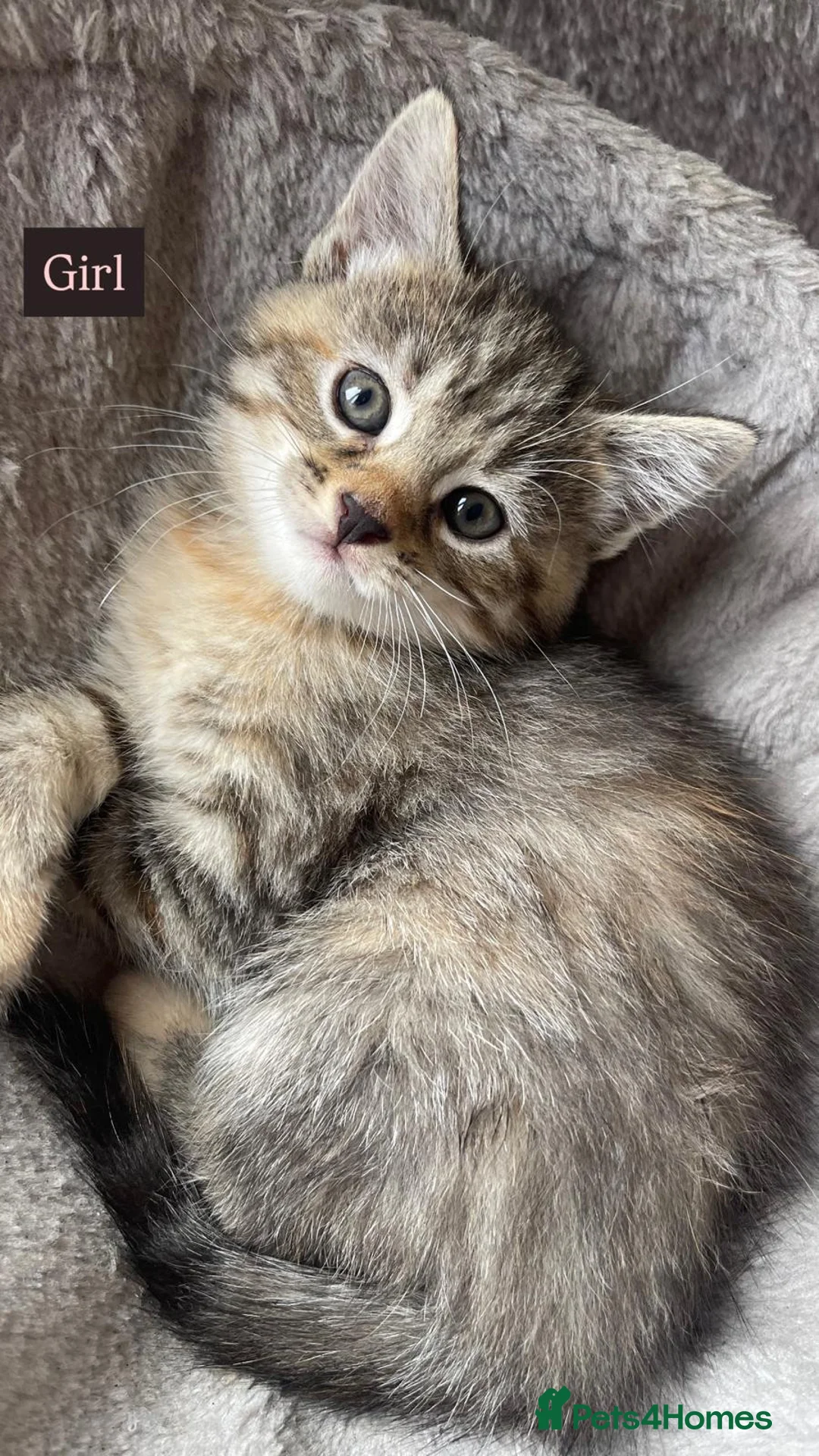Mixed Breed cats for sale: Tabby Kittens looking for there forever home - Advert 7
