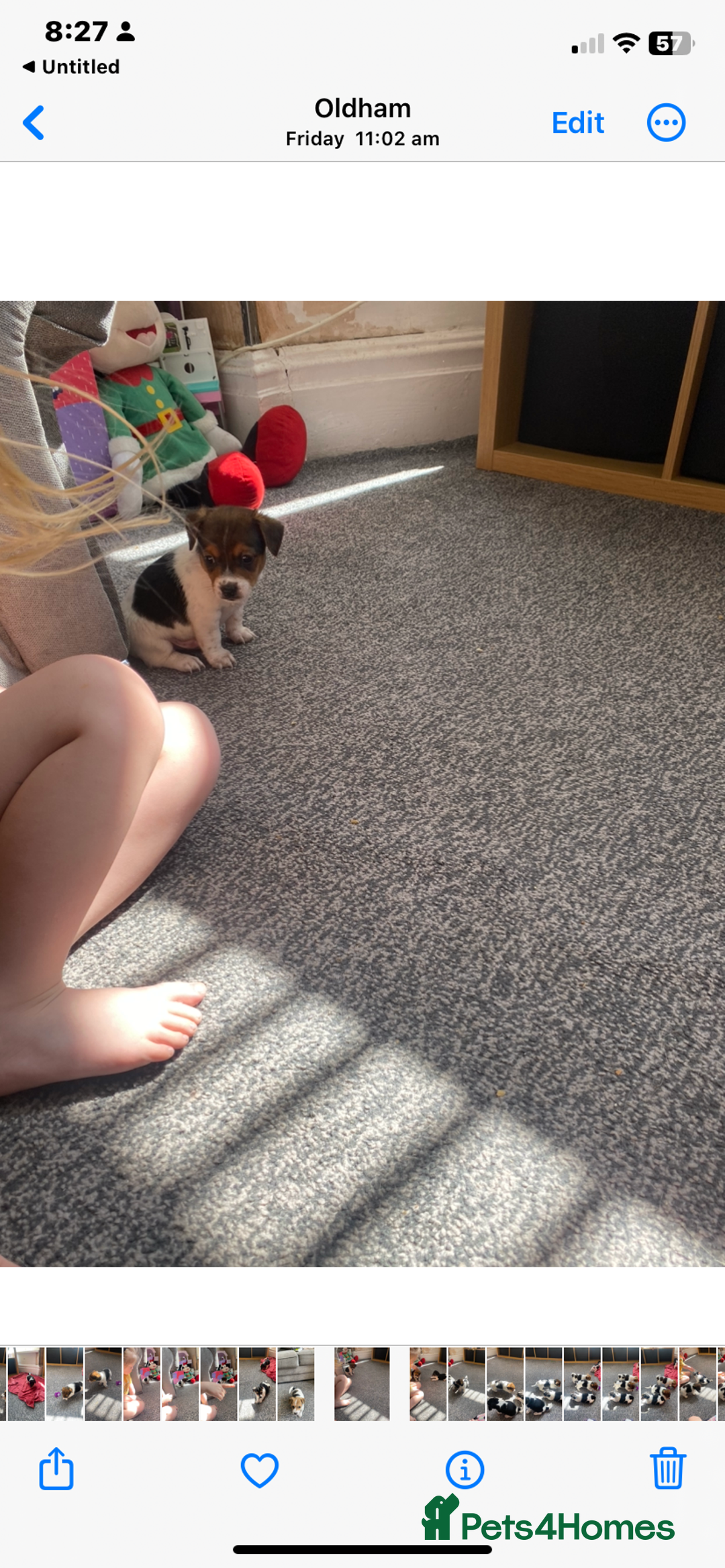 Jack Russell dogs for sale: Jack Russell  - Image 3