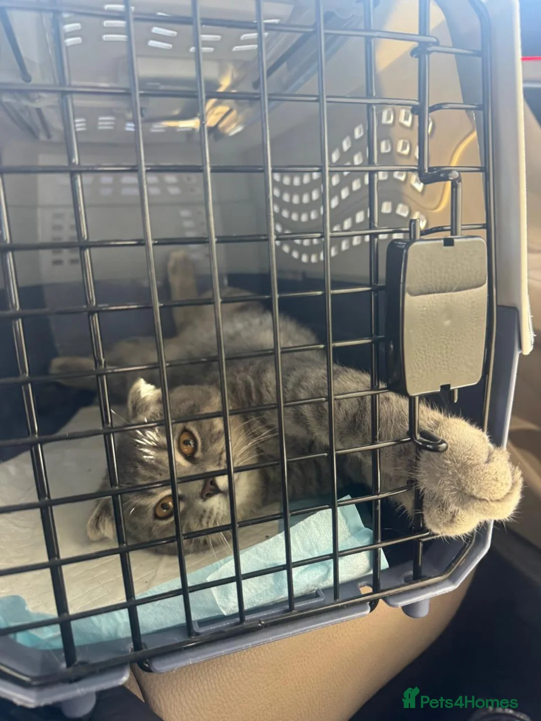 Mixed Breed cats for adoption: BOB - AMAZING LOOKING KITTEN MIX BSH SCOTTISH ?? - Advert 2