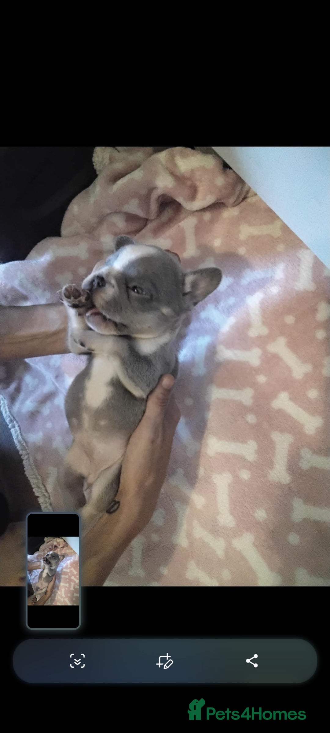 French Bulldog dogs for sale: X4 frenchbulldogs/fluffy carriers - Image 9