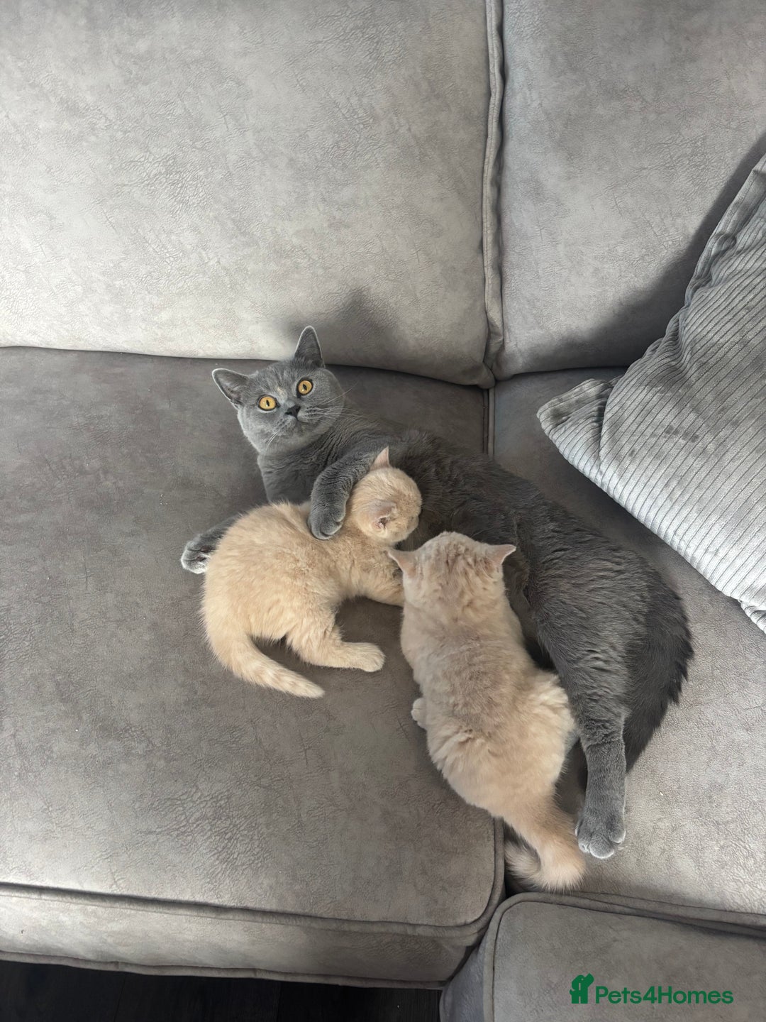 British Shorthair cats for sale: 🏆 BLOODLINE.. BEAUTIFUL CREAM BSH KITTENS - Image 2