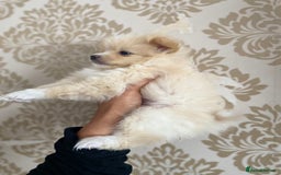 Pomeranian dogs for sale: Beautiful Russian bloodline Pomeranian puppies - Image 19