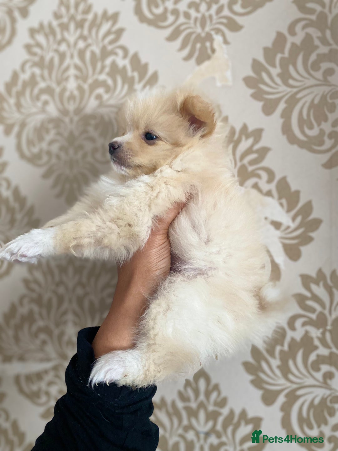 Pomeranian dogs for sale: Beautiful Russian bloodline Pomeranian puppies - Image 19
