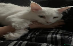 Maine Coon cats for sale: Male Maine coon - Image 3