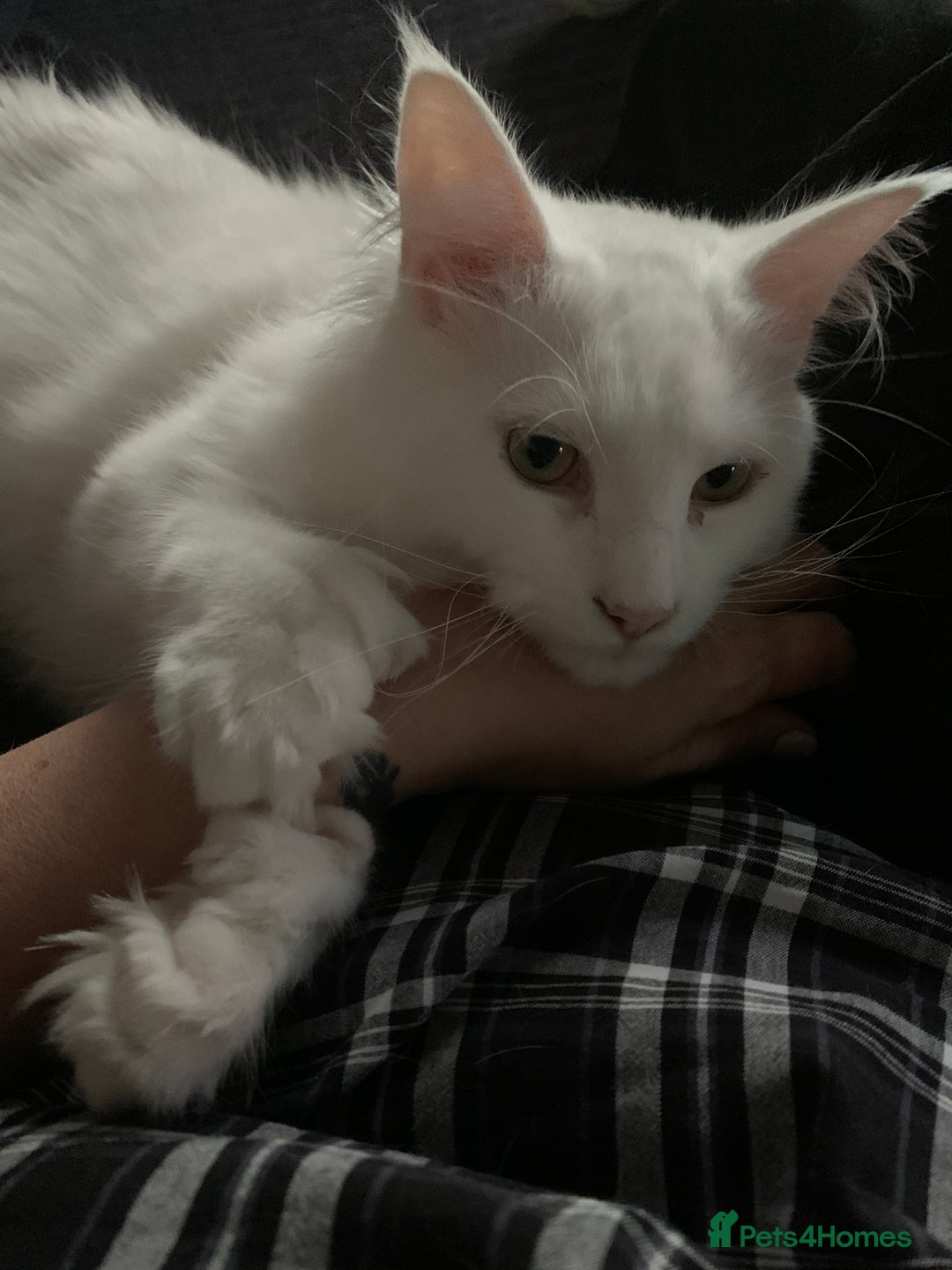 Maine Coon cats for sale: Male Maine coon - Image 3