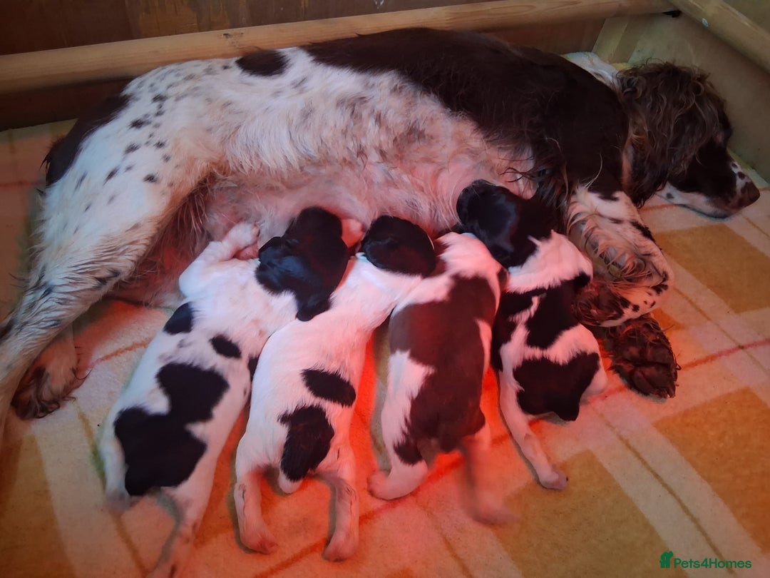 English Springer Spaniel dogs for sale: Kc Registered English Springer Spaniels for sale.  - Advert 10