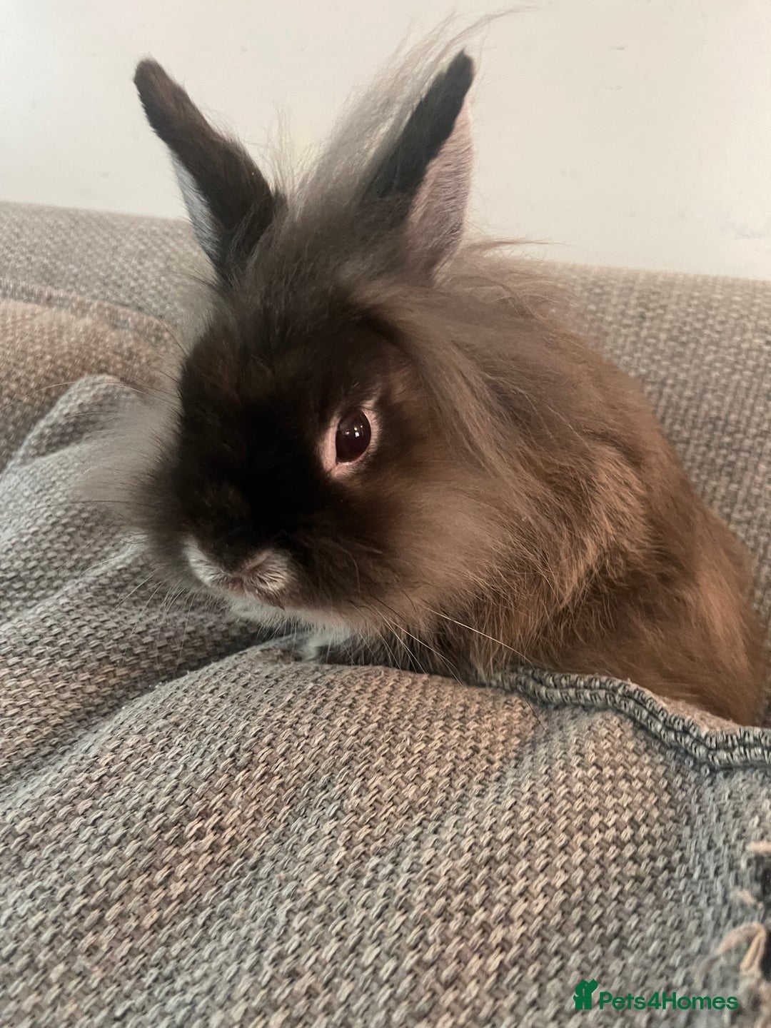 Netherland Dwarf rabbits for sale: Netherland Dwarf / Miniture Lionhead babies - Image 6