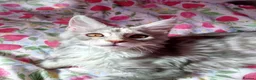 Maine Coon cats for sale: Pure breed XXL Maine Coon kittens  - Advert 3