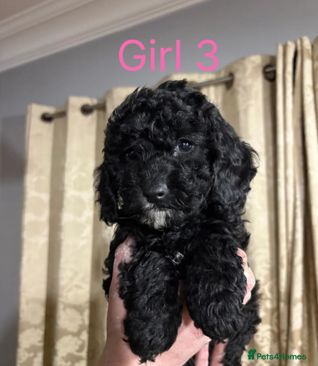 Mini Goldendoodle dogs for sale: Miniature Goldendoodle Puppies - Merle available  - Advert 1
