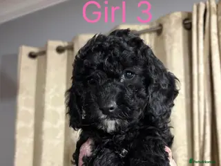 Mini Goldendoodle dogs Miniature Goldendoodle Puppies - Merle available - Advert 10