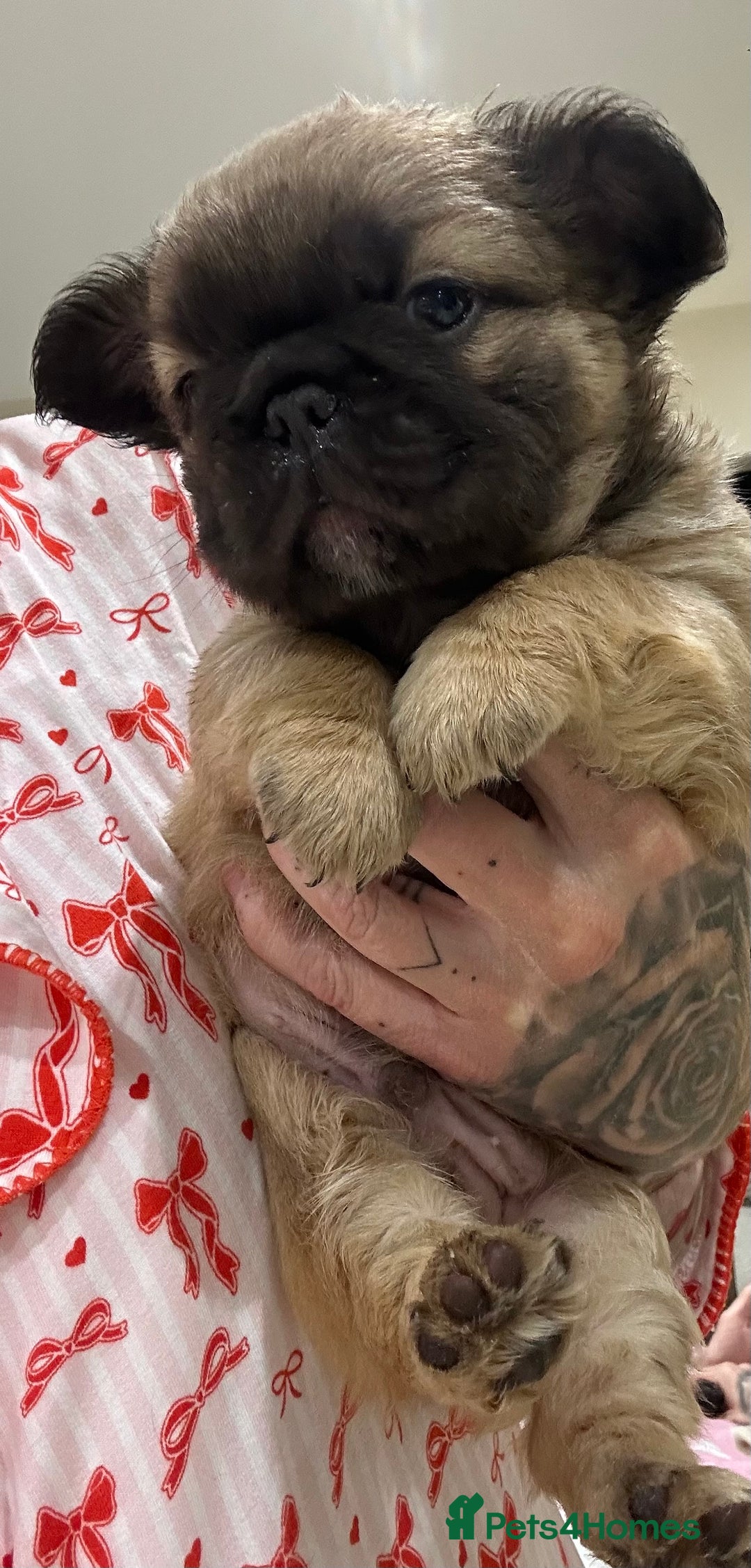 French Bulldog dogs for sale: Beautiful fluffy boys frenchie Puppies  - Advert 3