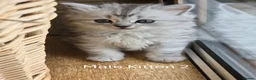 British Longhair cats for sale: Most Beautiful British Longhair Kittens - Advert 11