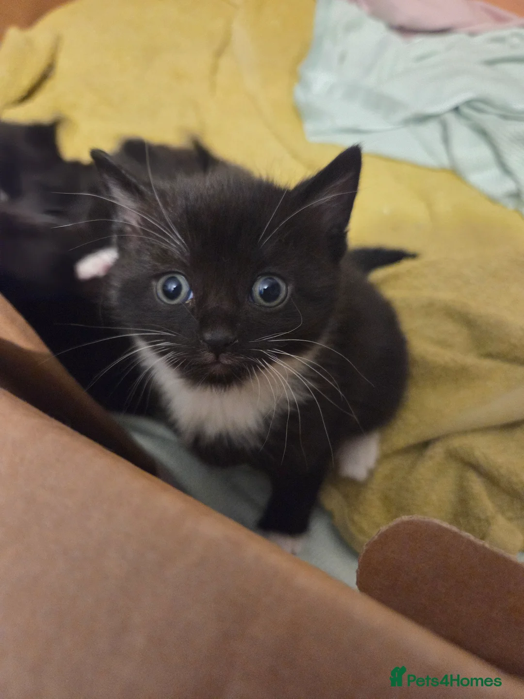 Mixed Breed cats for sale: Kittens for sale in Sutton-in-Ashfield - Advert 2