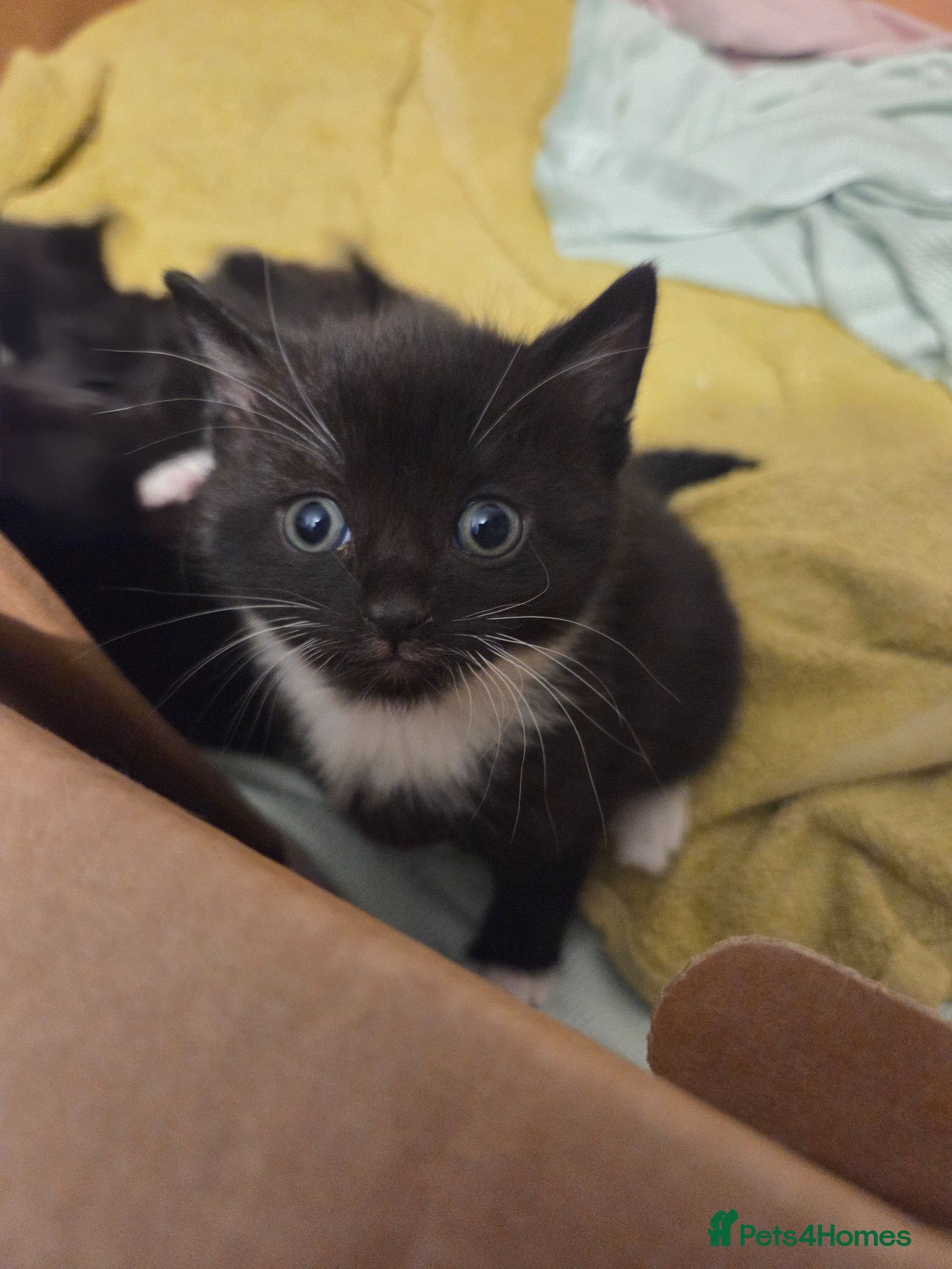 Mixed Breed cats 1 male kitten left - Advert 2