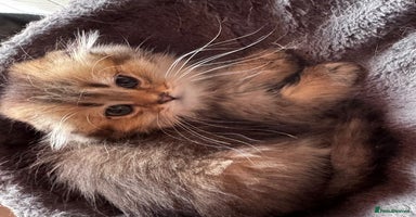 Scottish Fold cats - Advert 5
