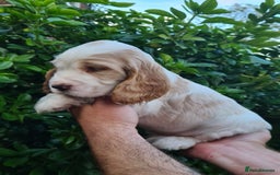 Cocker Spaniel dogs for sale: Gorgeous show type cocker spaniel  - Image 10