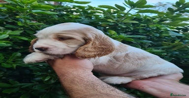 Cocker Spaniel dogs - Advert 15