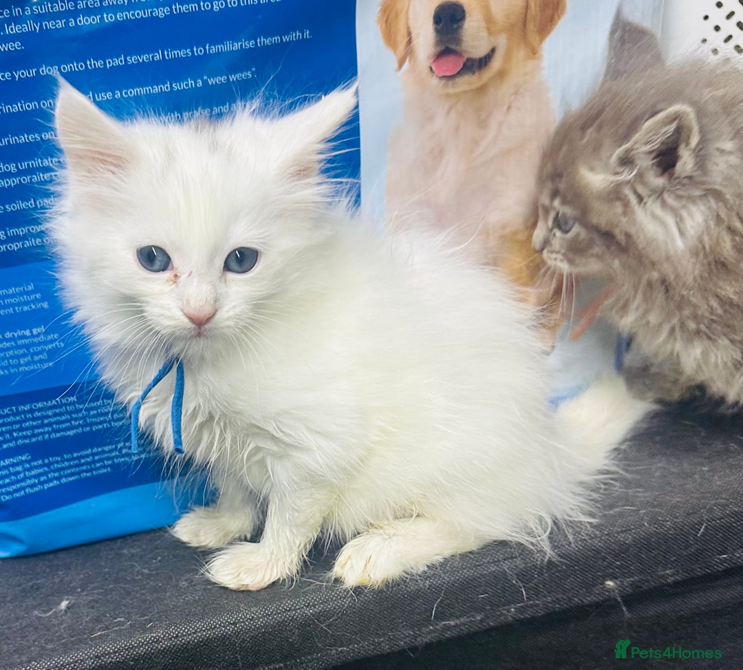 Maine Coon cats for sale: Mainecon x  - Advert 1